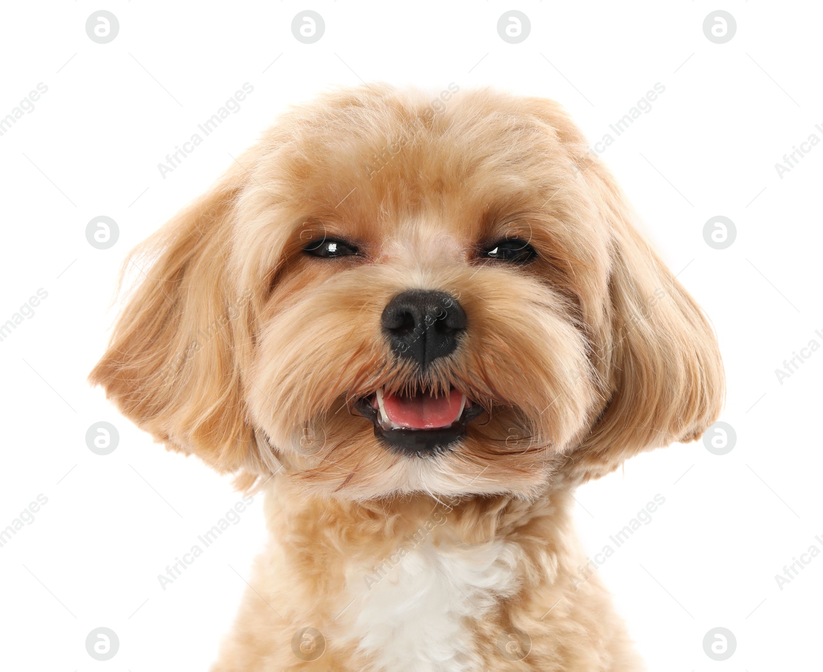 Cute Maltipoo dog on white background. Lovely pet Photo of Cute Maltipoo dog on white background. Lovely pet