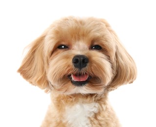 Photo of Cute Maltipoo dog on white background. Lovely pet