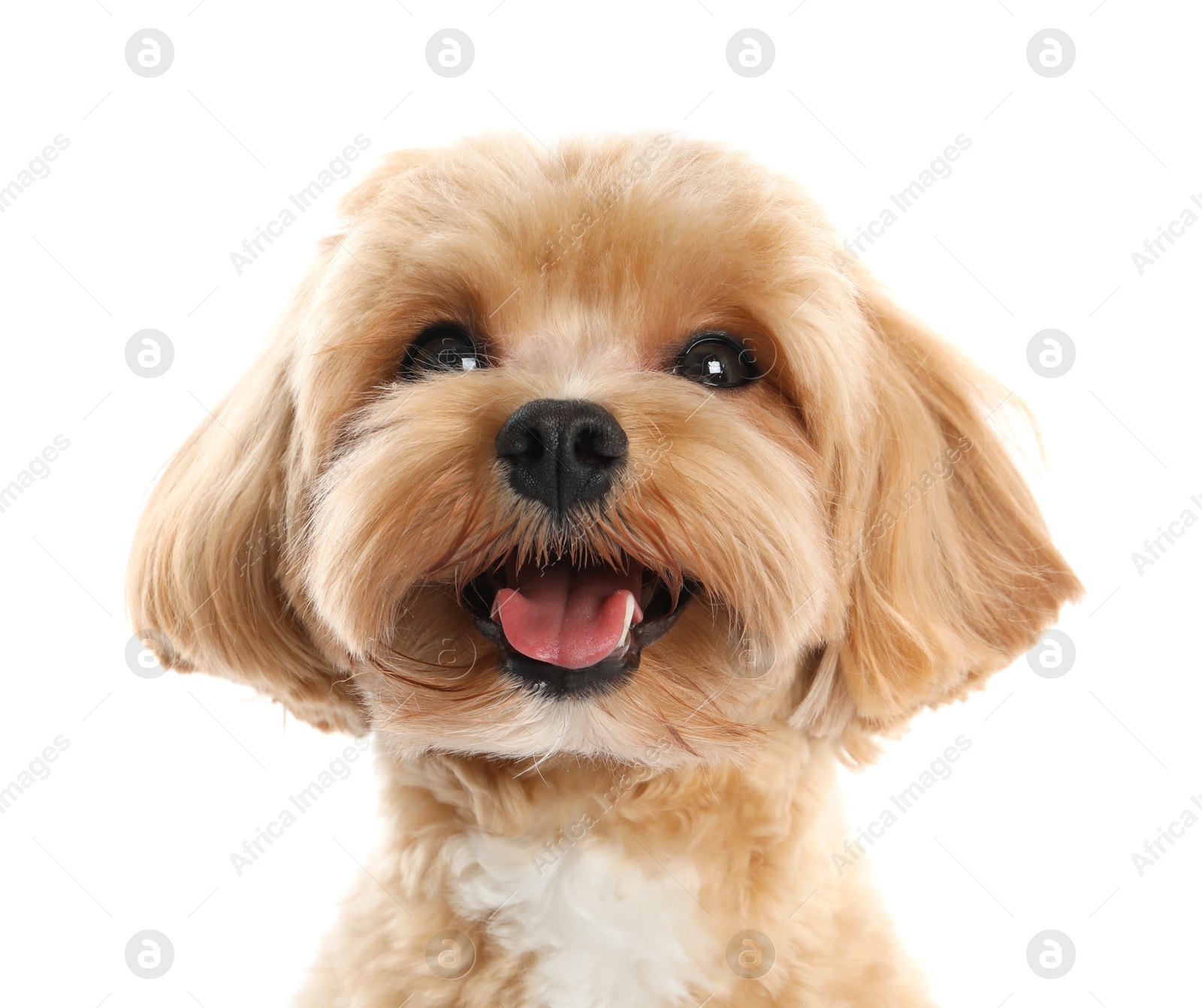 Photo of Cute Maltipoo dog on white background. Lovely pet