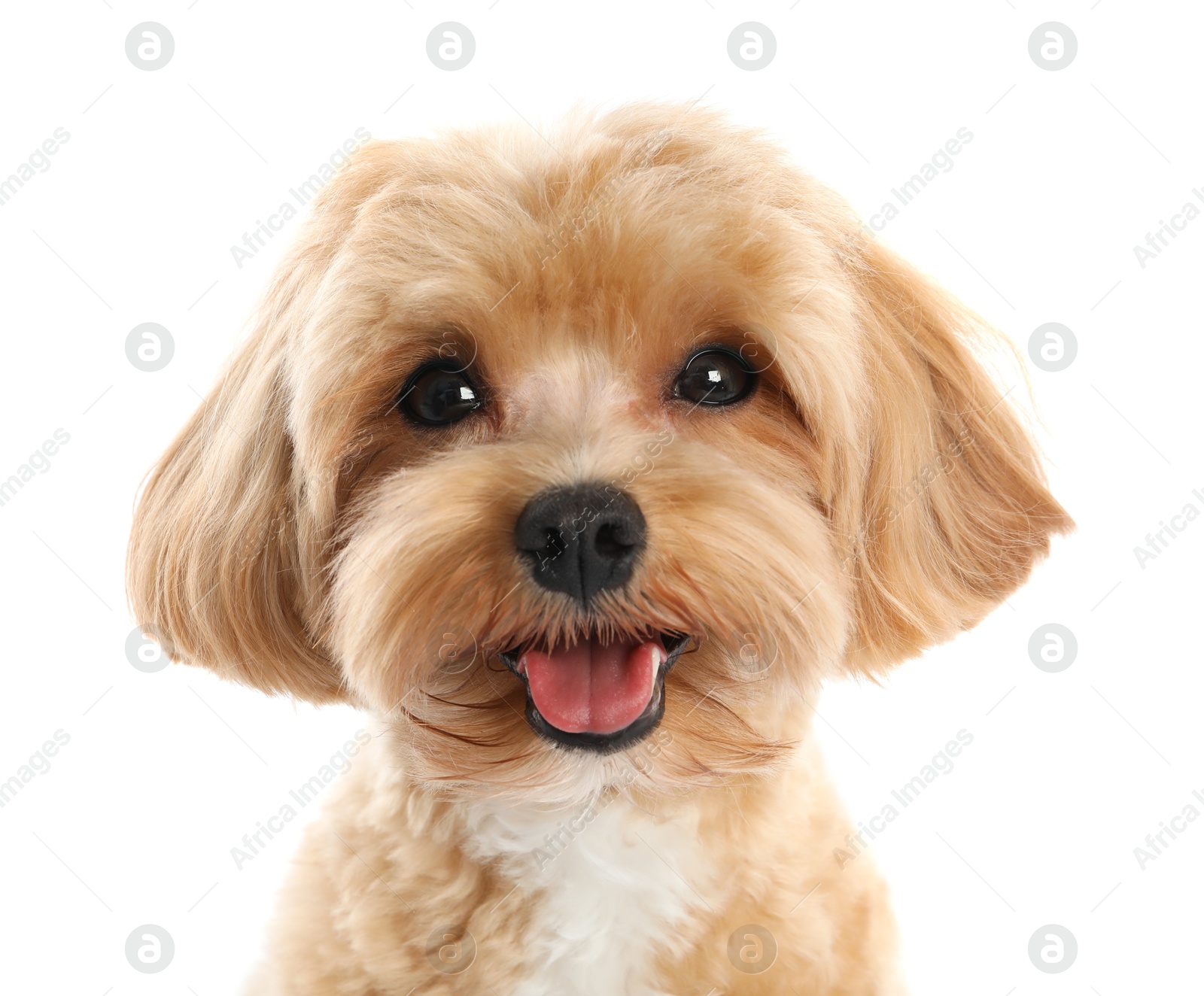 Photo of Cute Maltipoo dog on white background. Lovely pet