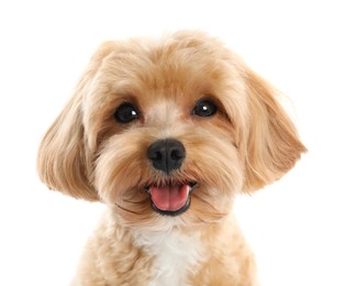 Photo of Cute Maltipoo dog on white background. Lovely pet