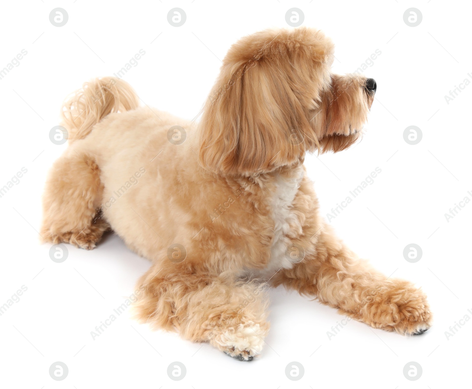 Photo of Cute Maltipoo dog on white background. Lovely pet