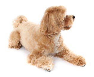 Cute Maltipoo dog on white background. Lovely pet