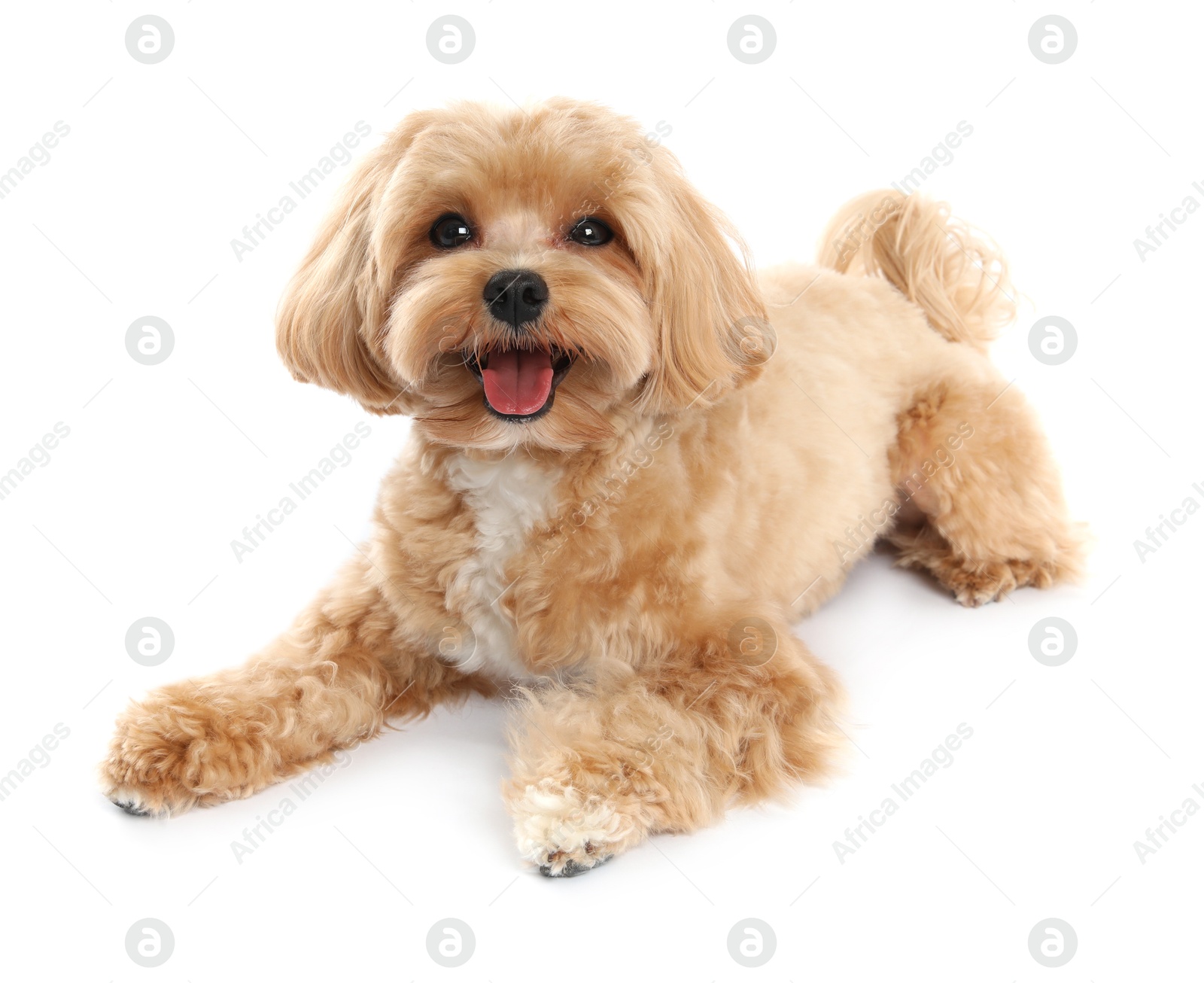 Photo of Cute Maltipoo dog on white background. Lovely pet