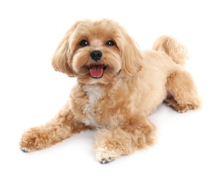 Photo of Cute Maltipoo dog on white background. Lovely pet