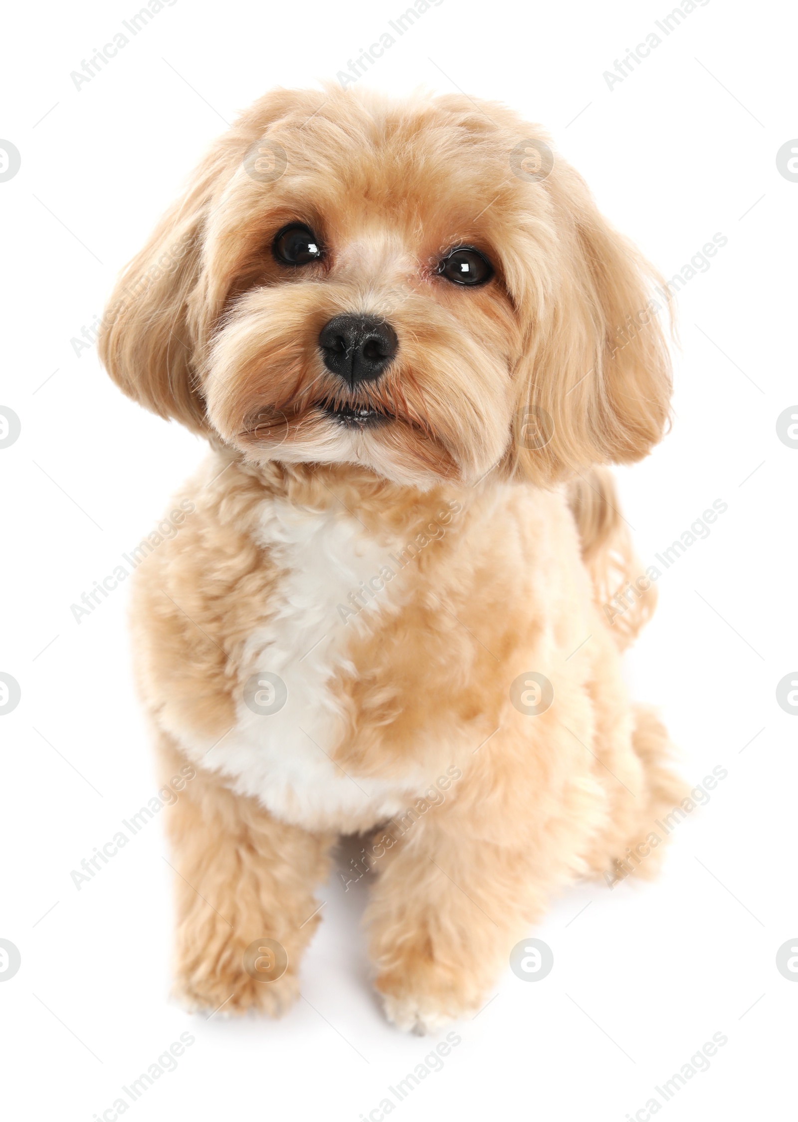 Photo of Cute Maltipoo dog on white background. Lovely pet