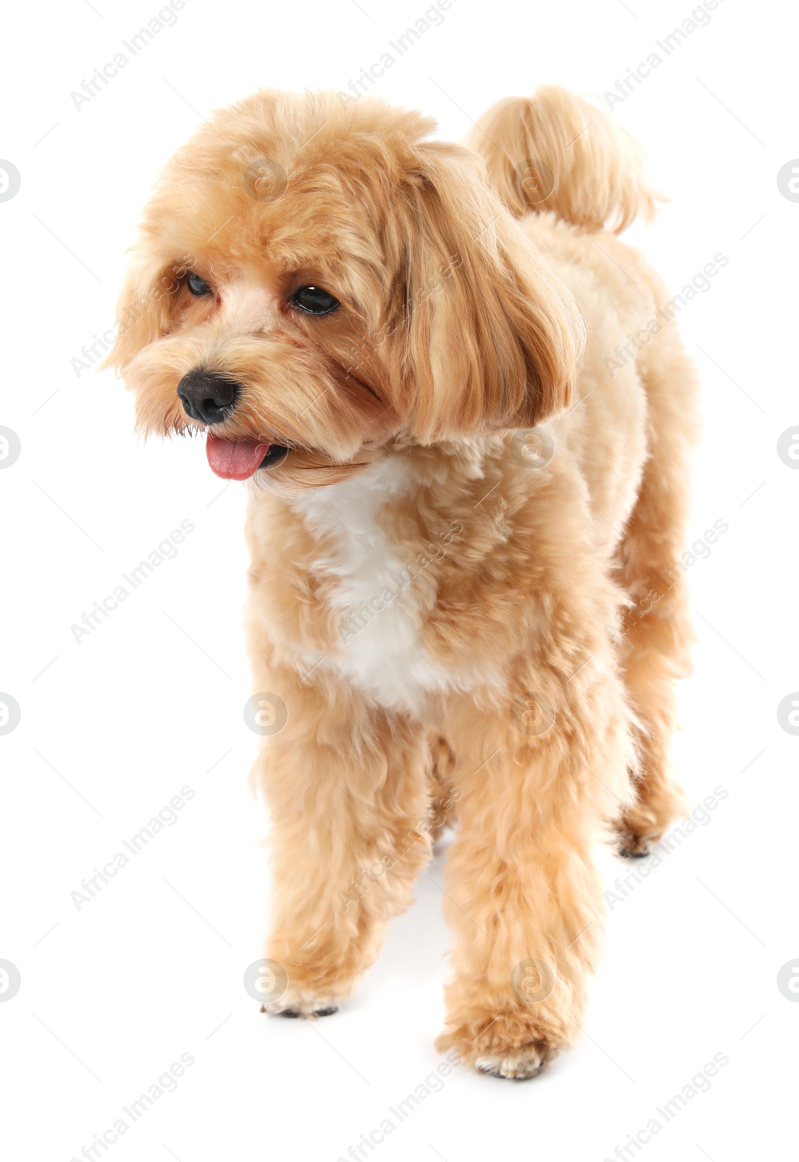 Photo of Cute Maltipoo dog on white background. Lovely pet