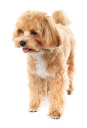 Cute Maltipoo dog on white background. Lovely pet