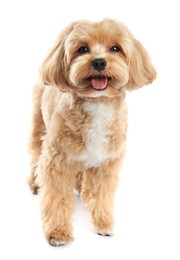 Photo of Cute Maltipoo dog on white background. Lovely pet