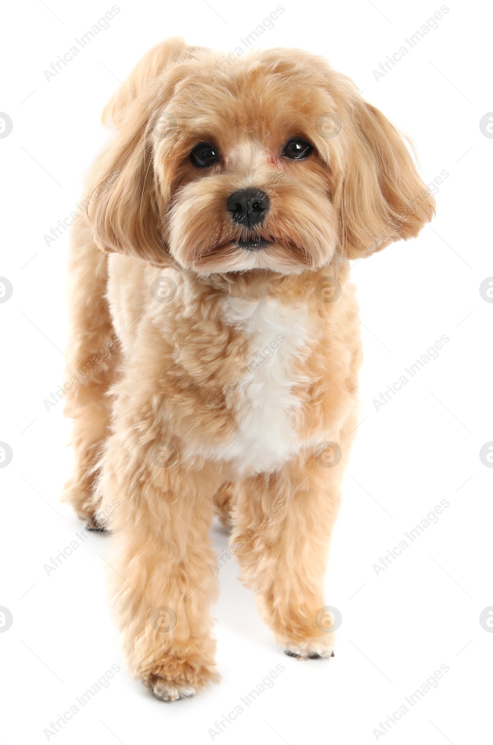 Cute Maltipoo dog on white background. Lovely pet Photo of Cute Maltipoo dog on white background. Lovely pet