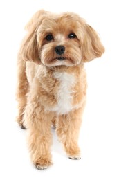 Photo of Cute Maltipoo dog on white background. Lovely pet