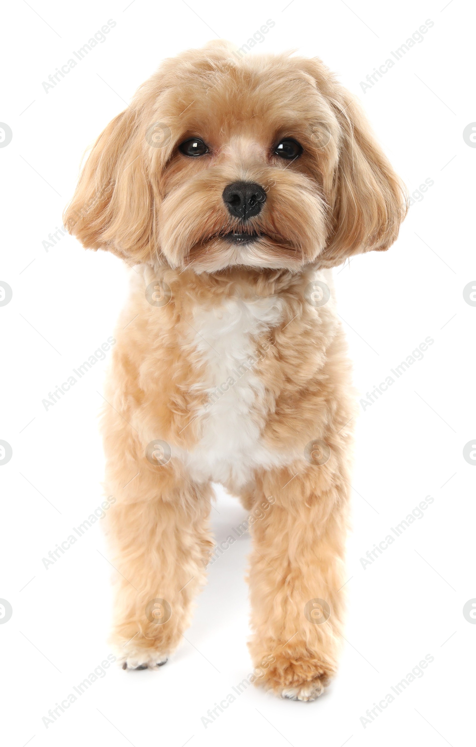 Photo of Cute Maltipoo dog on white background. Lovely pet