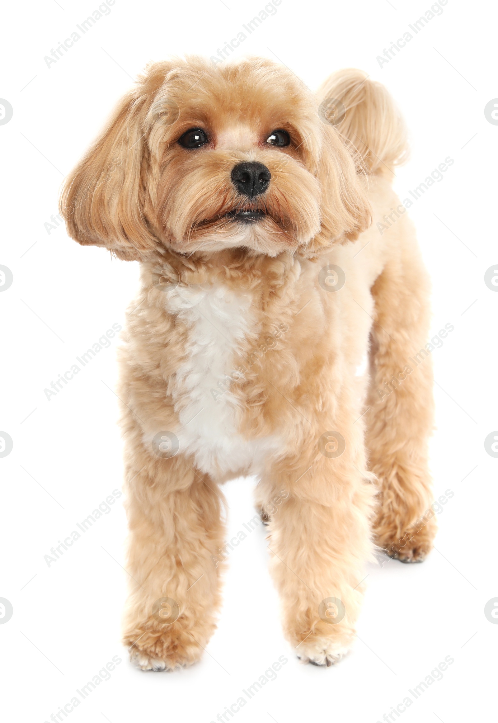 Photo of Cute Maltipoo dog on white background. Lovely pet