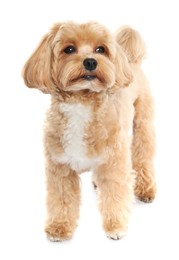 Photo of Cute Maltipoo dog on white background. Lovely pet