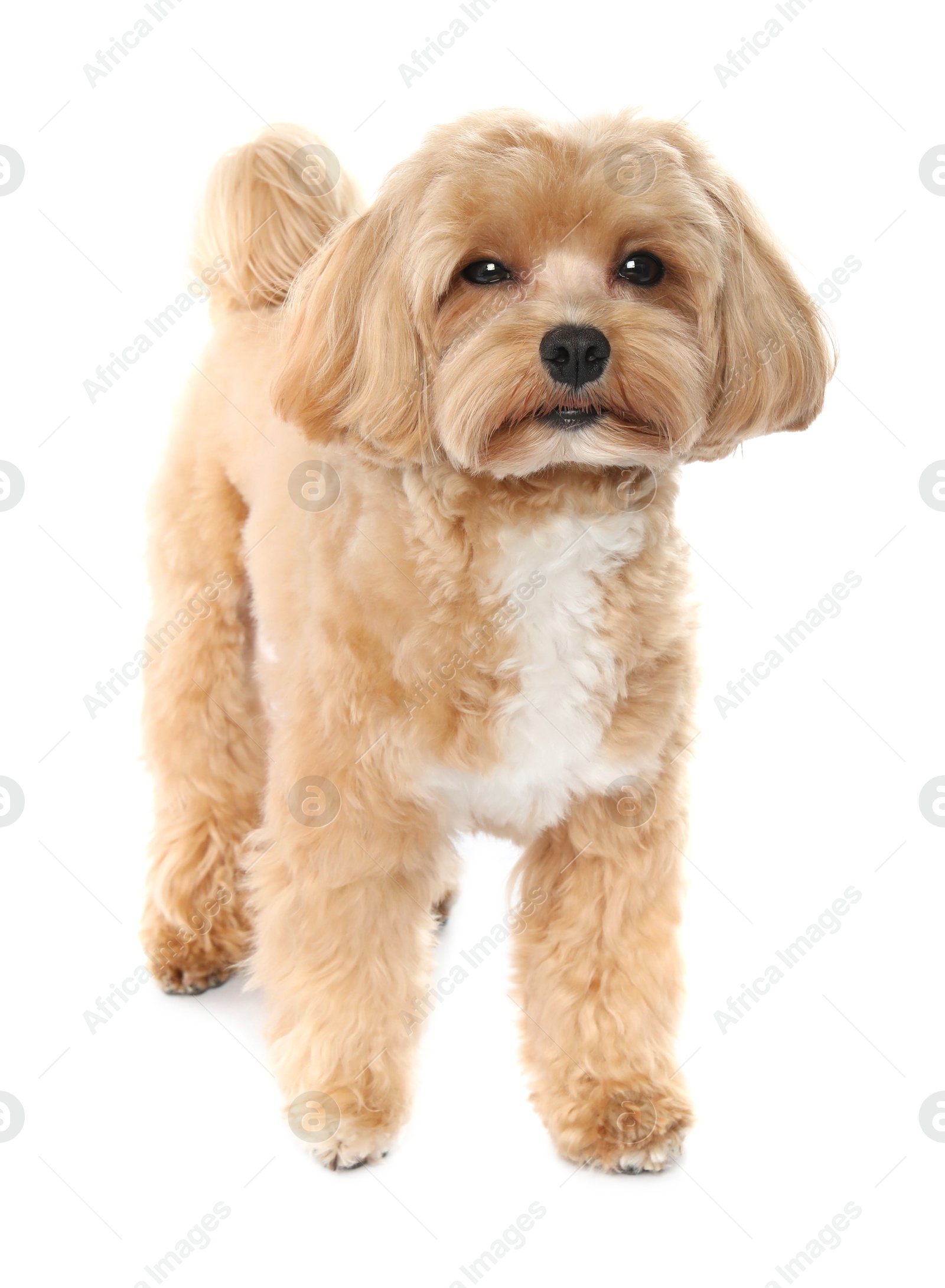 Photo of Cute Maltipoo dog on white background. Lovely pet