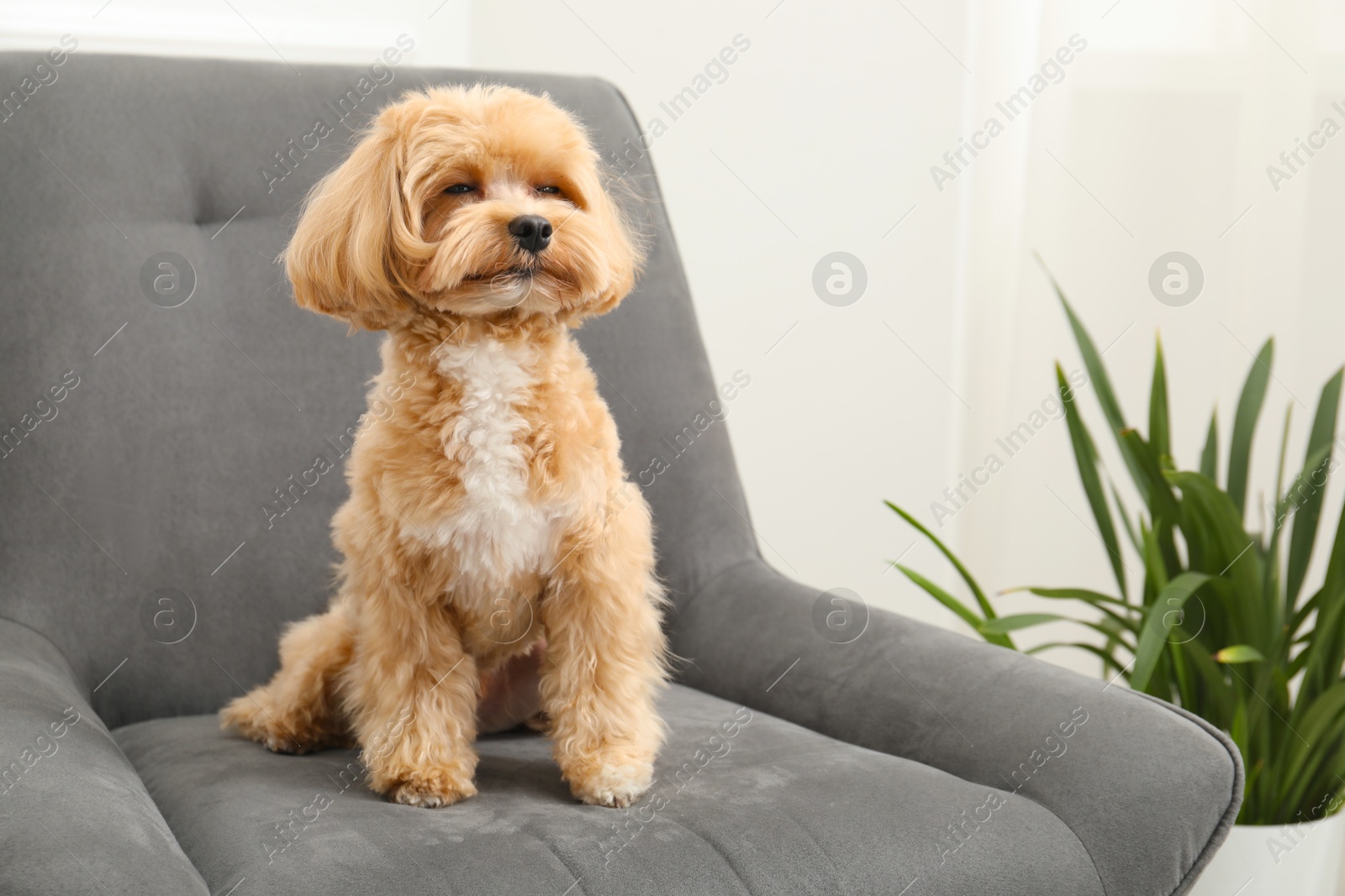 Photo of Cute Maltipoo dog in armchair at home