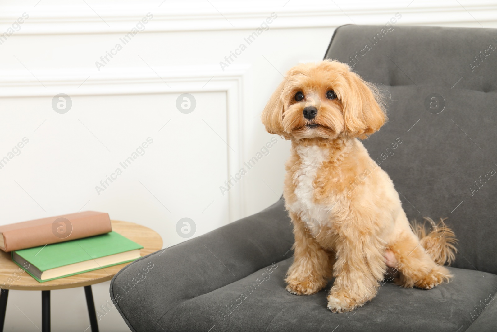 Photo of Cute Maltipoo dog in armchair at home