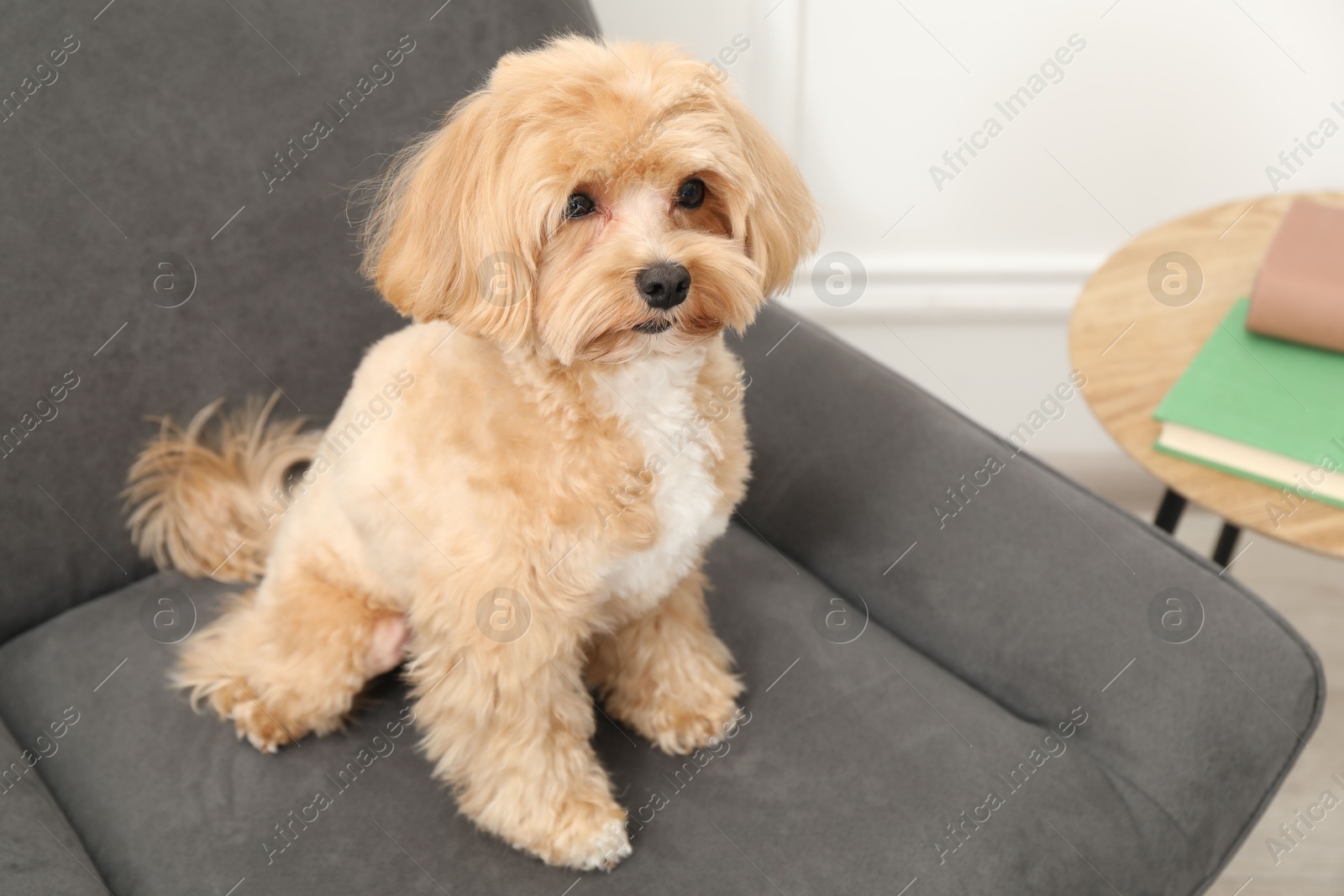 Photo of Cute Maltipoo dog in armchair at home