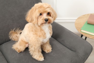 Cute Maltipoo dog in armchair at home