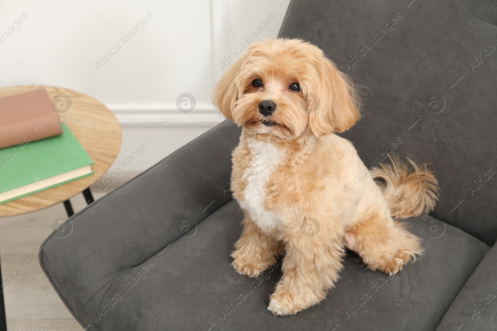 Photo of Cute Maltipoo dog in armchair at home