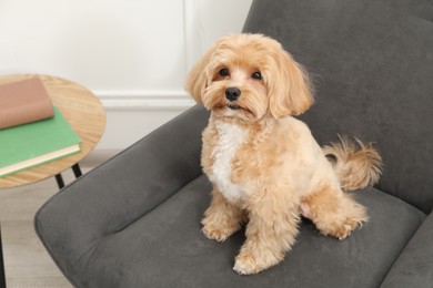 Cute Maltipoo dog in armchair at home