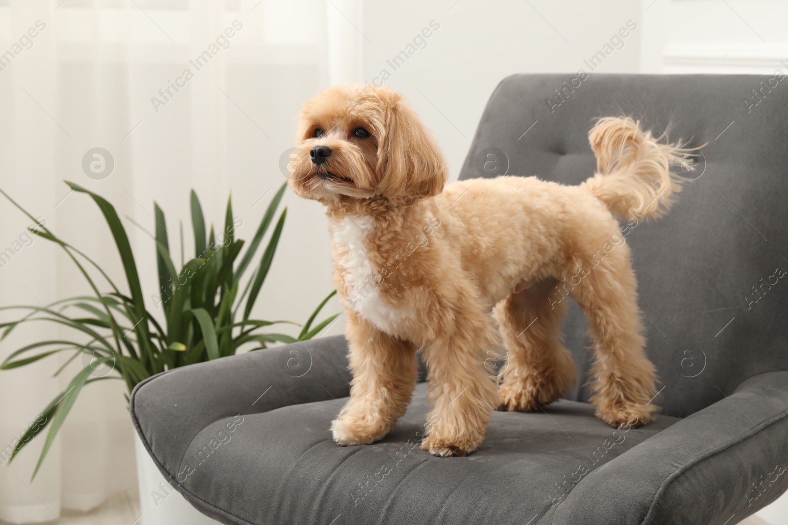 Photo of Cute Maltipoo dog in armchair at home