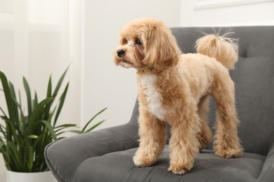 Cute Maltipoo dog in armchair at home