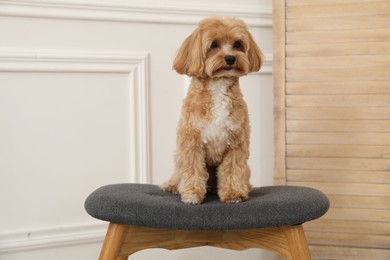 Photo of Cute Maltipoo dog on ottoman at home