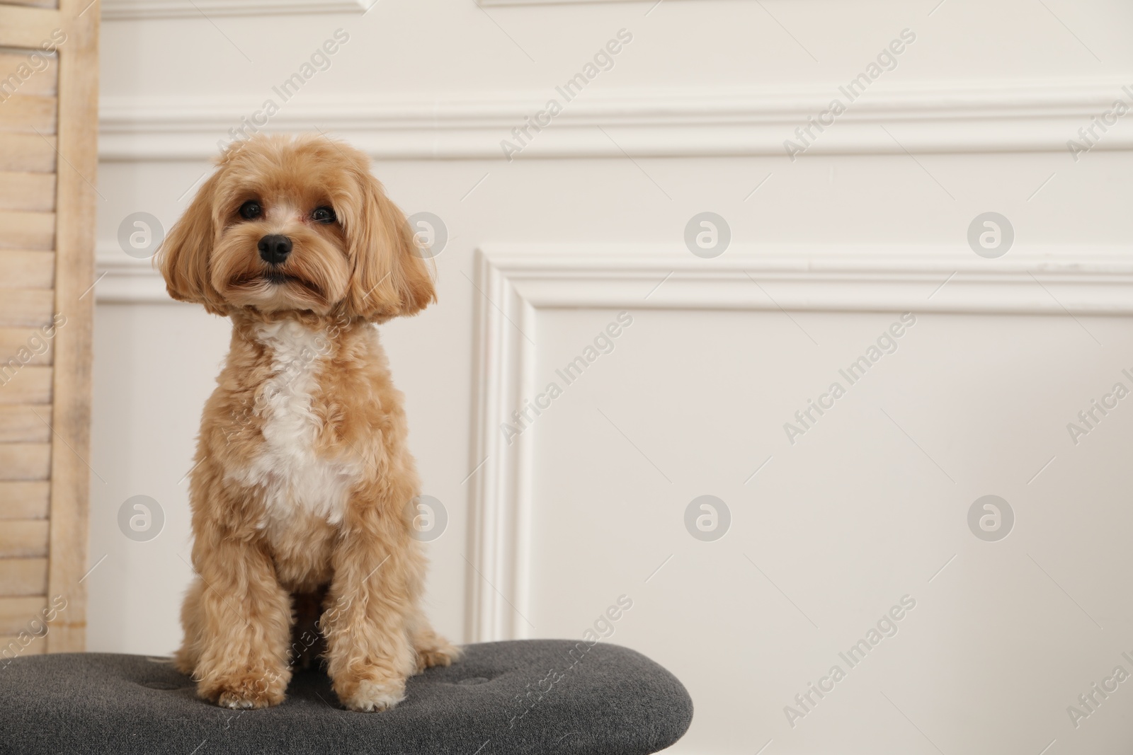 Cute Maltipoo dog on ottoman at home, space for text Photo of Cute Maltipoo dog on ottoman at home, space for text