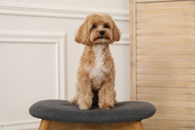 Cute Maltipoo dog on ottoman at home