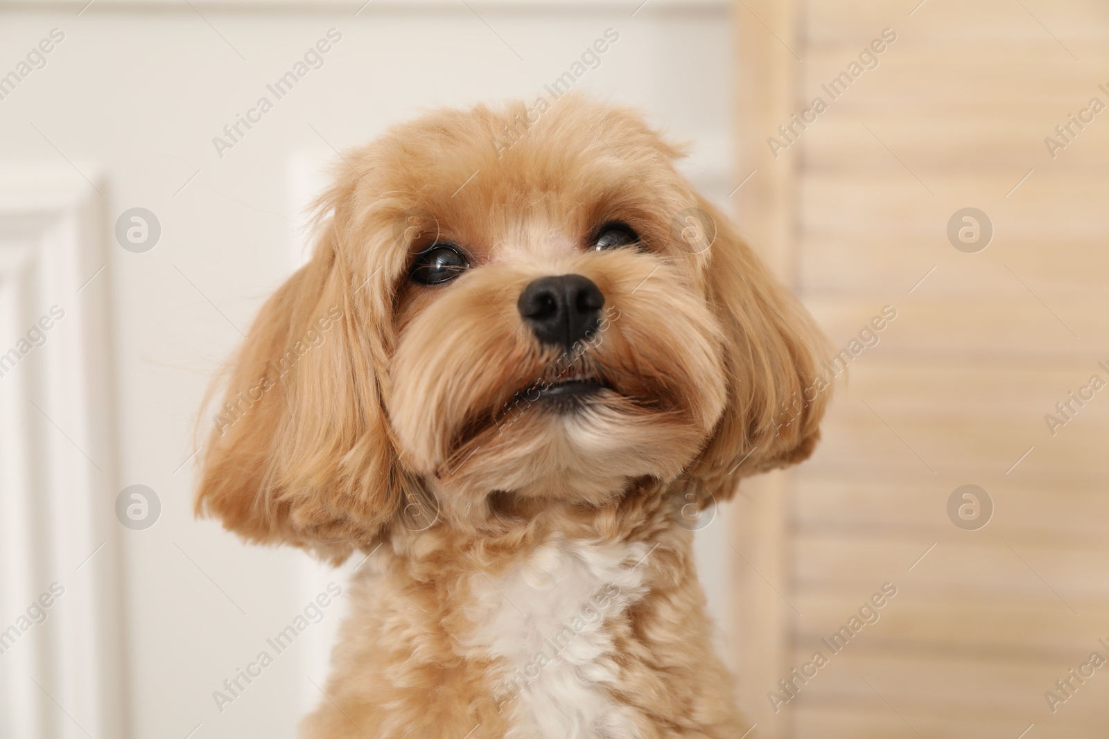 Photo of Cute Maltipoo dog at home. Lovely pet