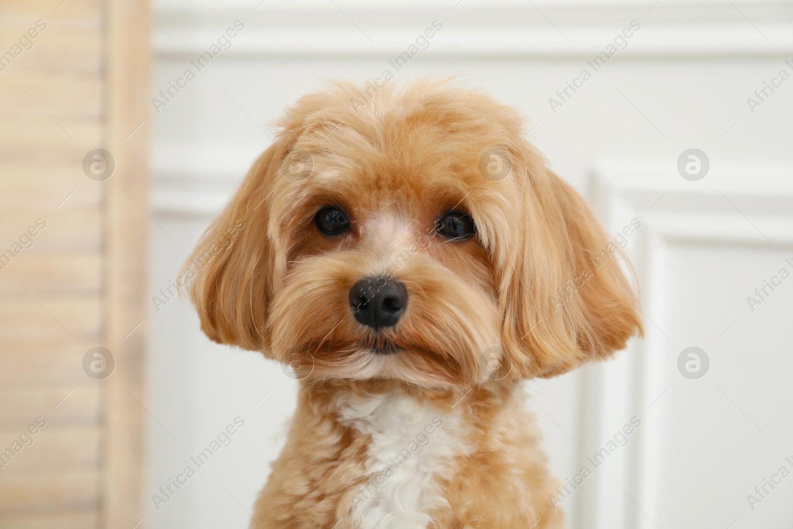 Photo of Cute Maltipoo dog at home. Lovely pet