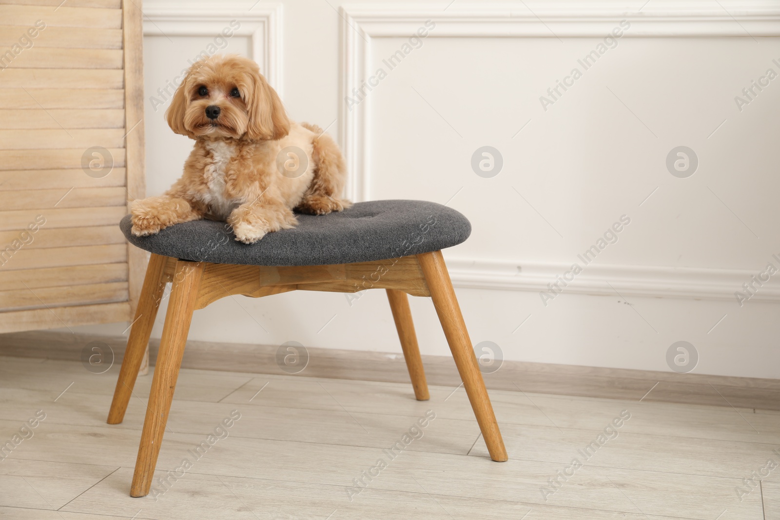 Cute Maltipoo dog on ottoman at home, space for text Photo of Cute Maltipoo dog on ottoman at home, space for text
