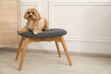 Photo of Cute Maltipoo dog on ottoman at home, space for text