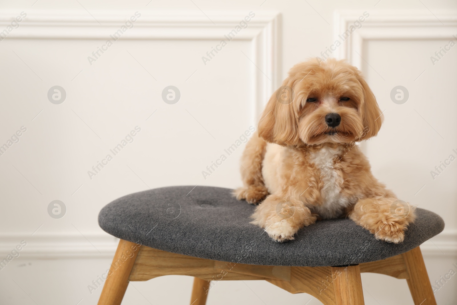 Cute Maltipoo dog on ottoman at home, space for text Photo of Cute Maltipoo dog on ottoman at home, space for text
