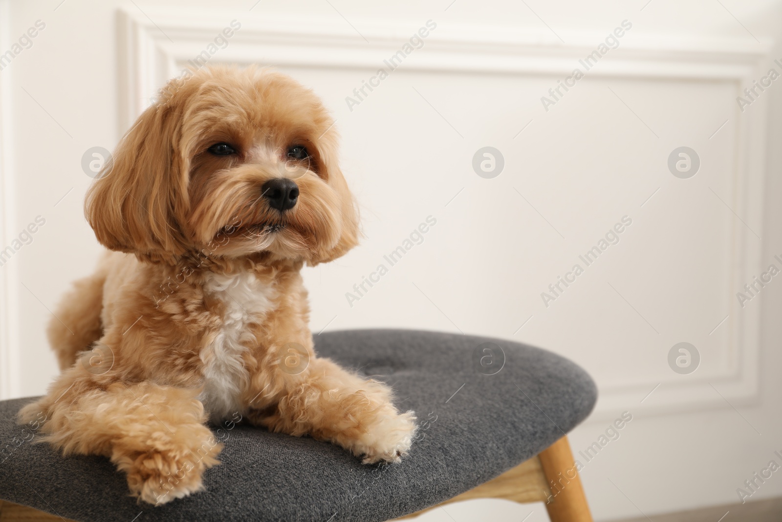 Cute Maltipoo dog on ottoman at home, space for text Photo of Cute Maltipoo dog on ottoman at home, space for text