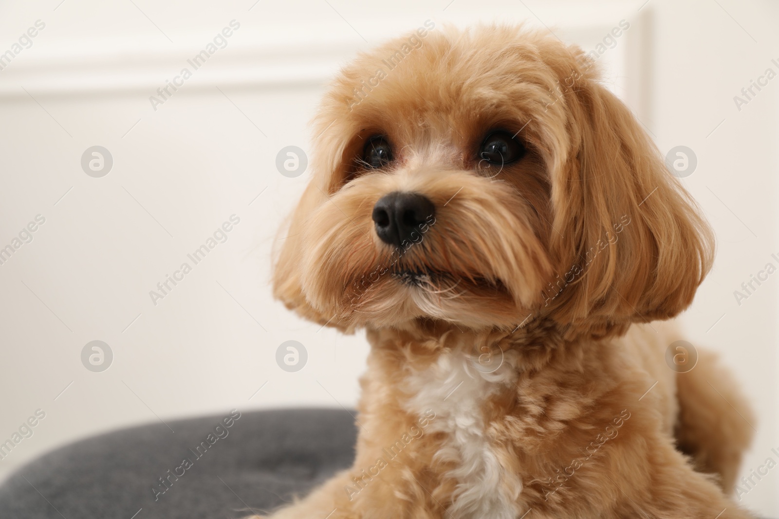 Cute Maltipoo dog at home, space for text Photo of Cute Maltipoo dog at home, space for text