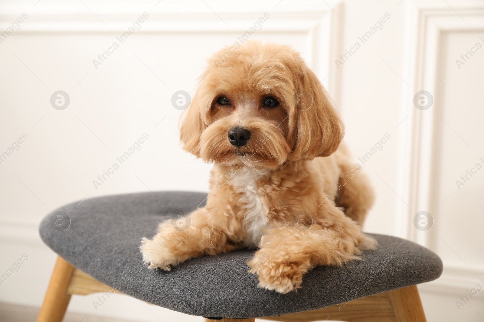 Photo of Cute Maltipoo dog on ottoman at home