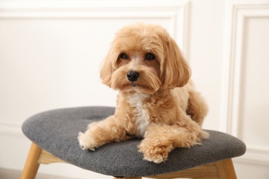 Cute Maltipoo dog on ottoman at home