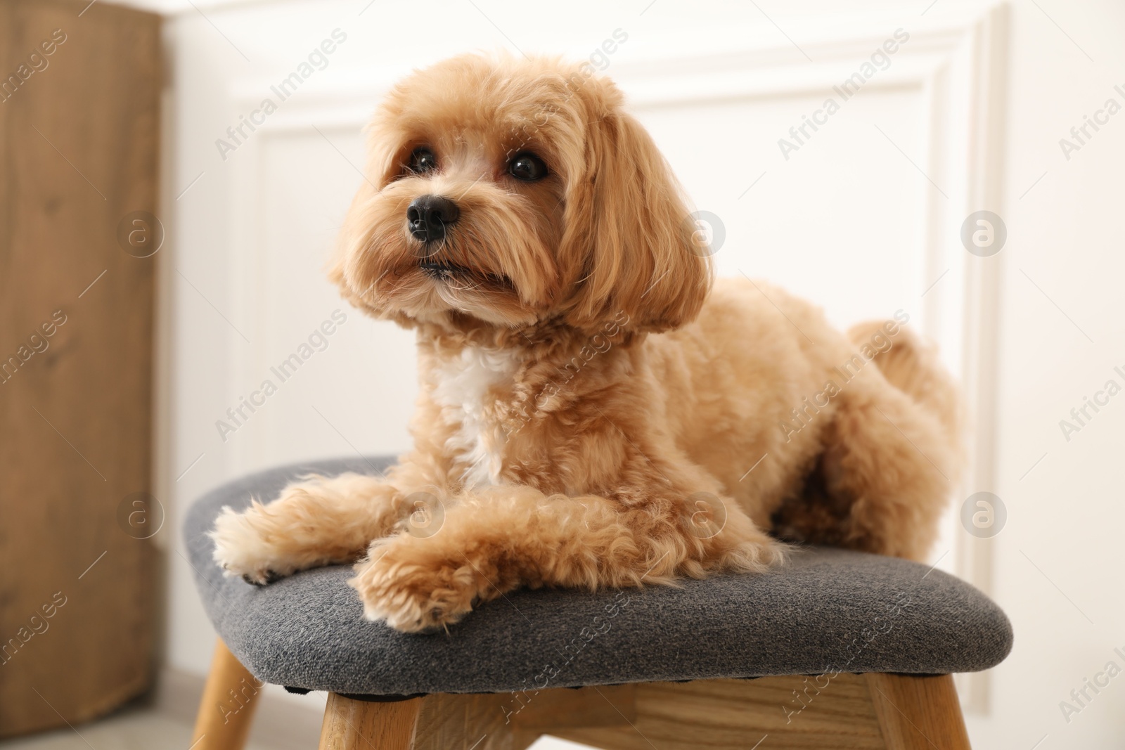 Photo of Cute Maltipoo dog on ottoman at home