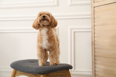 Photo of Cute Maltipoo dog on ottoman at home