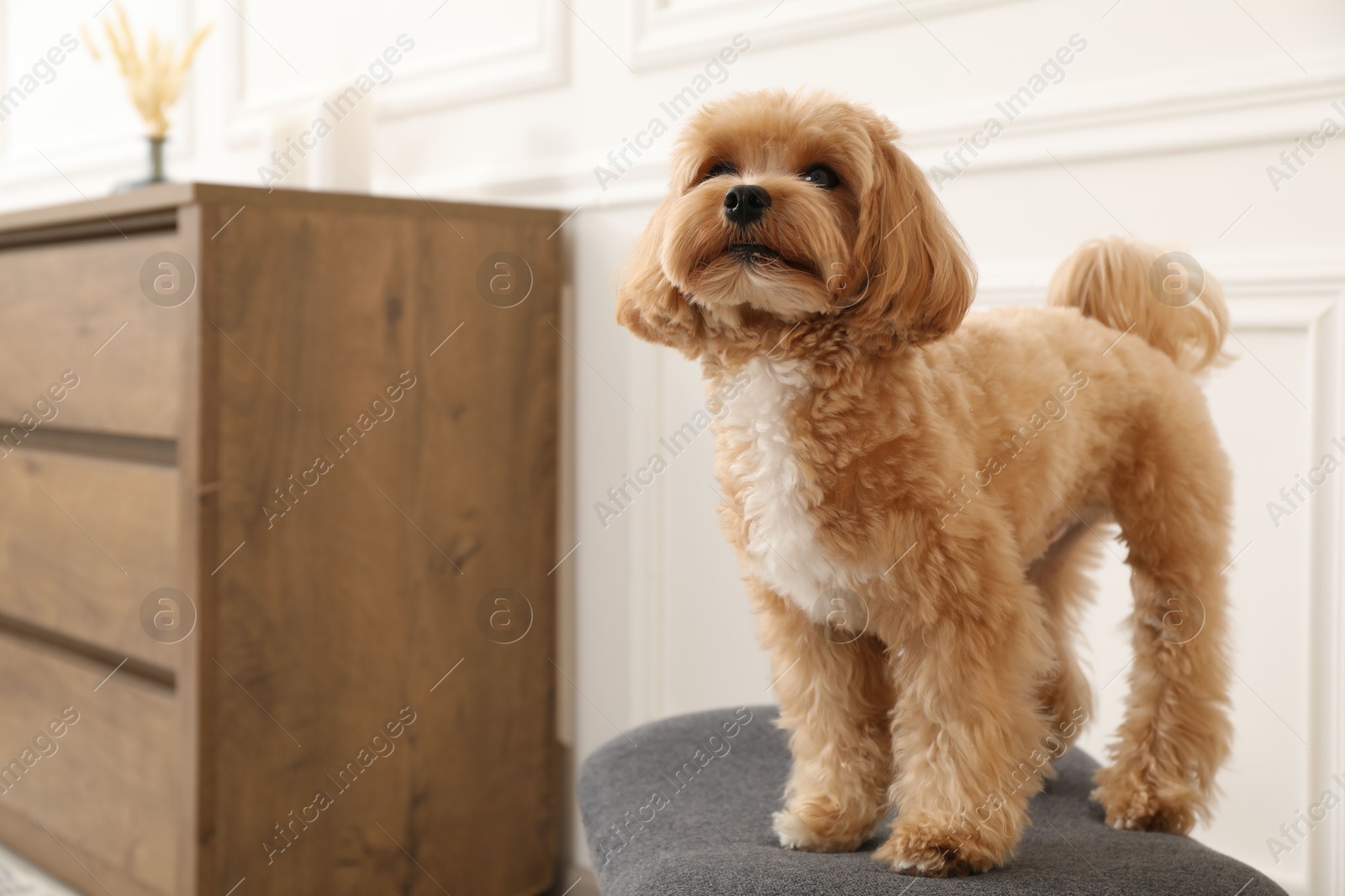 Cute Maltipoo dog on ottoman at home, space for text Photo of Cute Maltipoo dog on ottoman at home, space for text