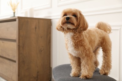 Photo of Cute Maltipoo dog on ottoman at home, space for text