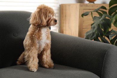 Cute Maltipoo dog on sofa at home