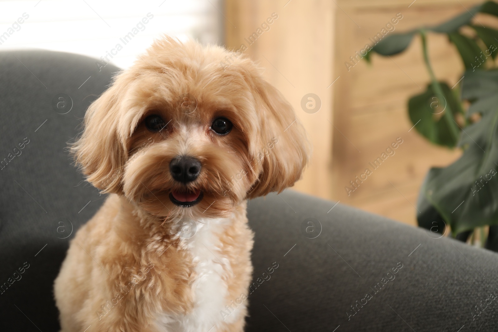 Cute Maltipoo dog at home, space for text Photo of Cute Maltipoo dog at home, space for text