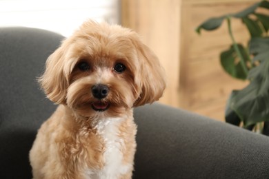 Photo of Cute Maltipoo dog at home, space for text