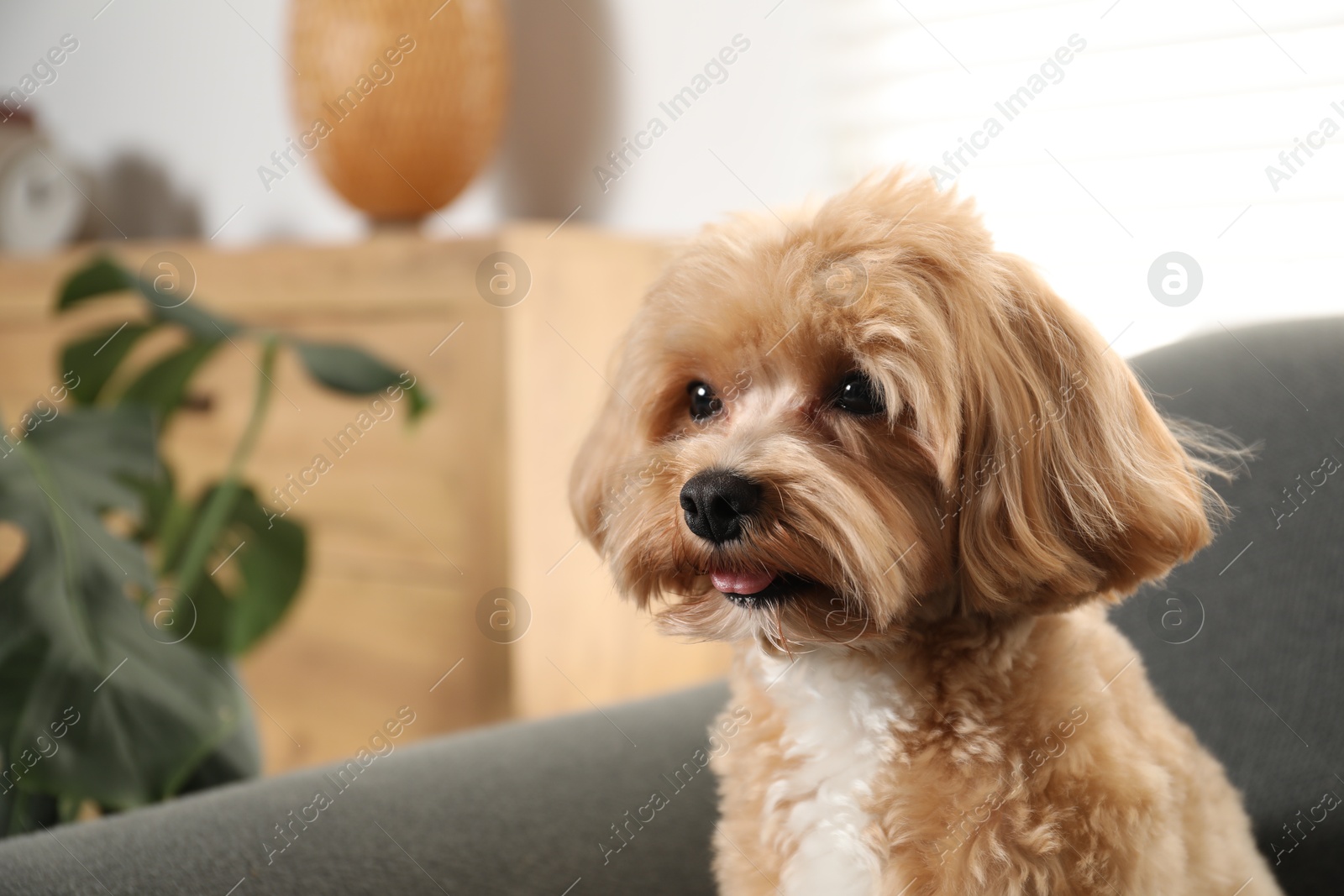 Cute Maltipoo dog at home, space for text Photo of Cute Maltipoo dog at home, space for text