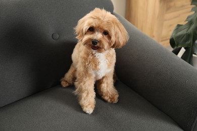 Cute Maltipoo dog on sofa at home