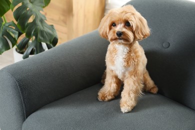 Cute Maltipoo dog on sofa at home