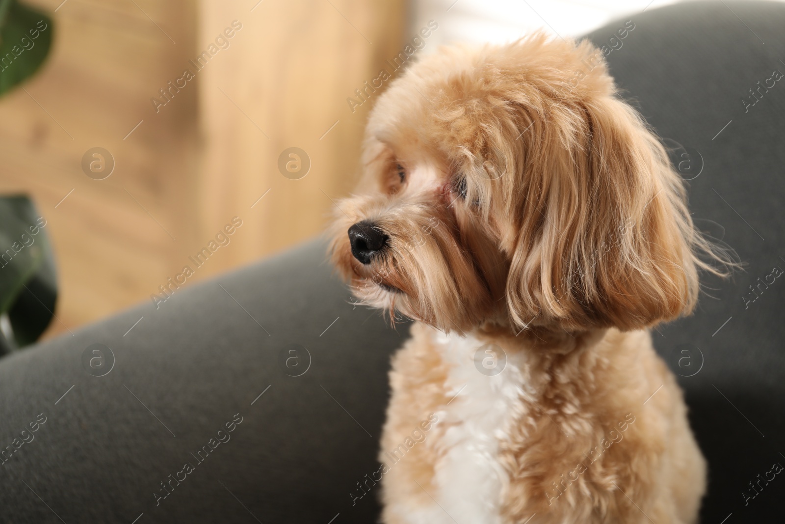 Cute Maltipoo dog at home, space for text Photo of Cute Maltipoo dog at home, space for text
